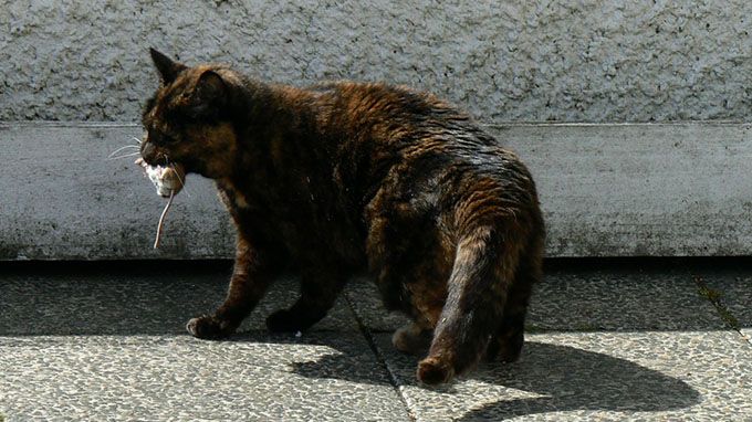 A cat's jaw can't move sideways, so a cat can't chew large chunks of food