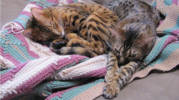 cats spend 23 of every day sleeping