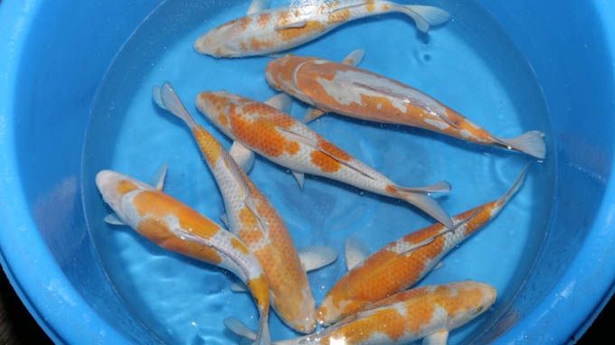 Ochiba Koi Fish