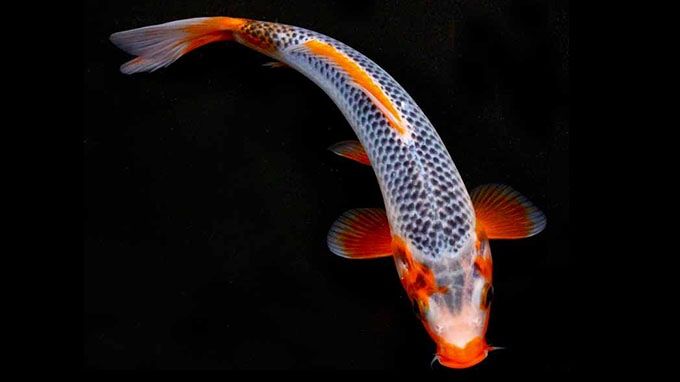 asagi_koi_fish