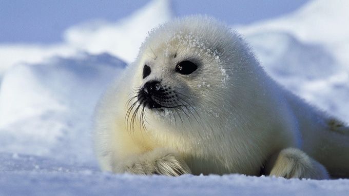 Which Is The Cutest Animal In The World? Our Top 10 | LifeDaily