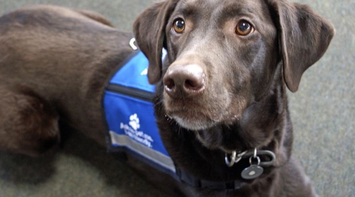 Service Dogs Story