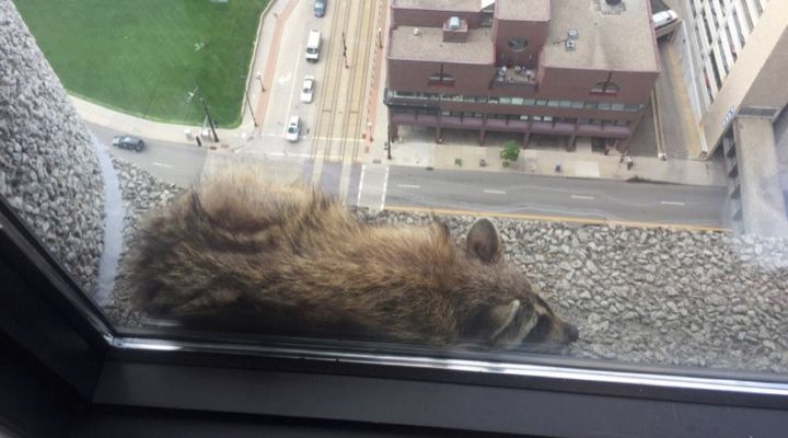 Raccoon Climbs Building Story