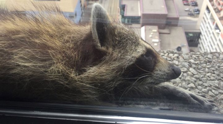 Raccoon Climbs Building Story