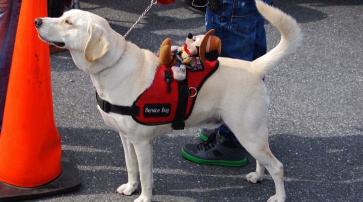 Service Dogs Story