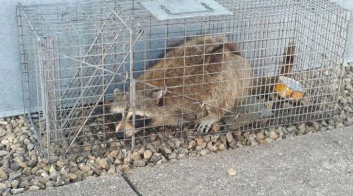 Raccoon Climbs Building Story