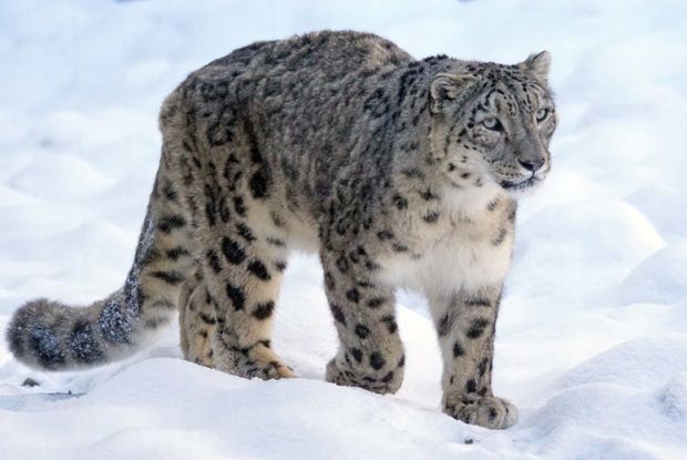 Snow Leopard Story