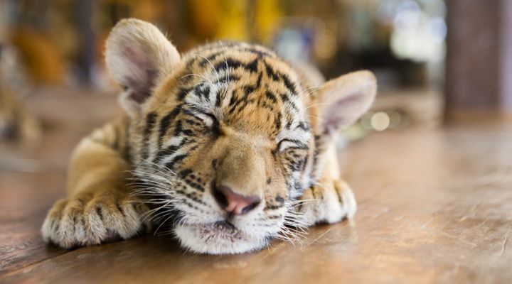 Tiger Cub Saved Story