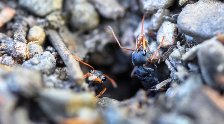 Deadliest Animals in Australia