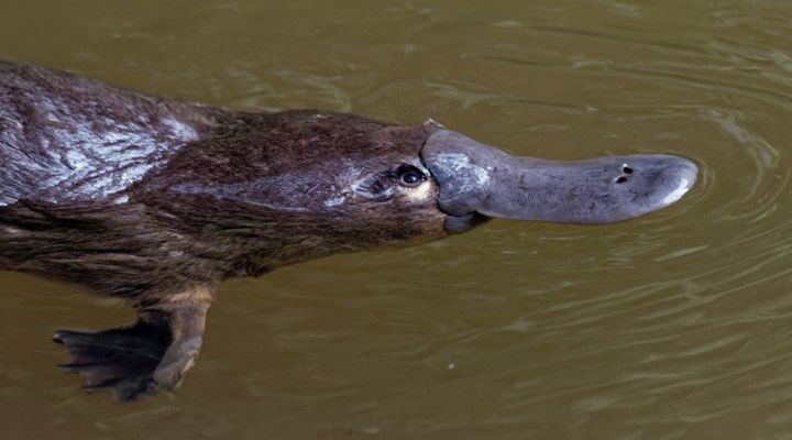 Deadliest Animals in Australia