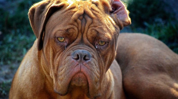 Dangerous Dog Breeds