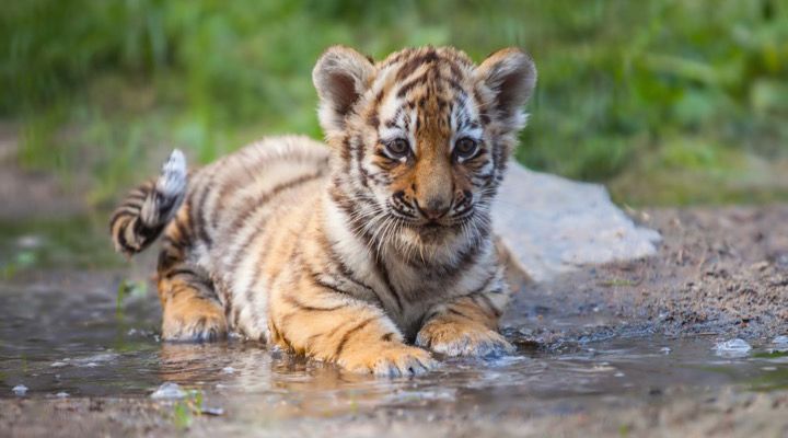 Abandoned House Tiger Story