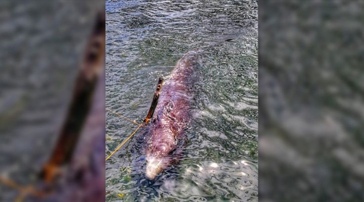 Whale Dies Plastic Stomach Story